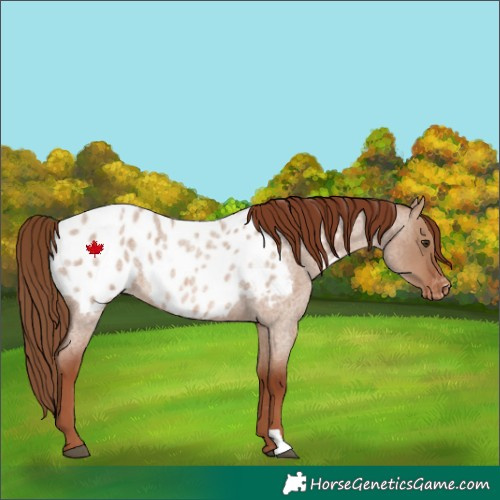 Horse Color:Red Dun Roan Blanket Rabicano 