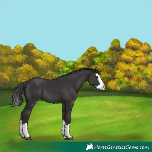Horse Color:Smoky Black Splash 