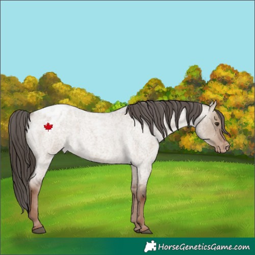 Horse Color:Liver Red Dun Roan Appaloosa Rabicano 