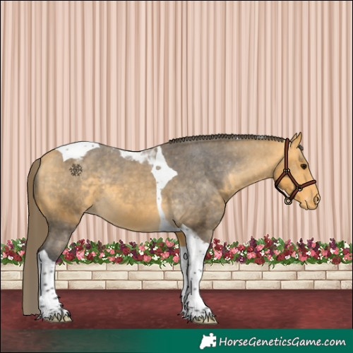 Horse Color:Buckskin Tobiano Appaloosa 
