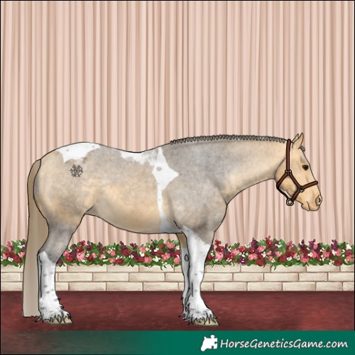 Horse Color:Buckskin Tobiano Varnish 
