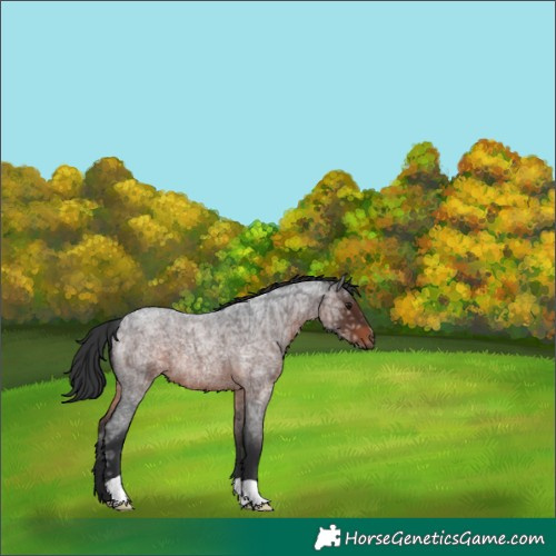 Horse Color:Brown Ice Roan 