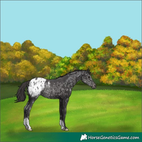 Horse Color:Smoky Black Ice Appaloosa 