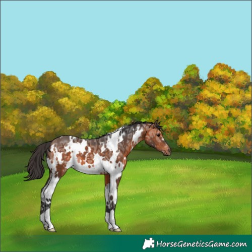 Horse Color:White Spotted Bay Ice