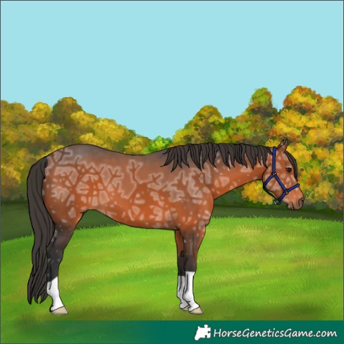 Horse Color:Bay Ice 