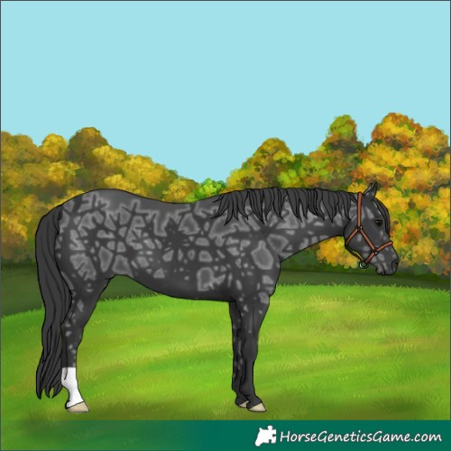 Horse Color:Black Ice