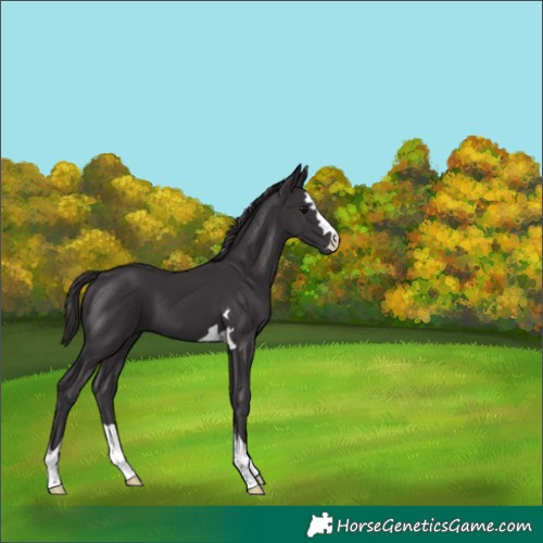 Horse Color:Smoky Black 
