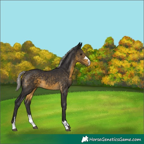 Horse Color:Silver Buckskin 
