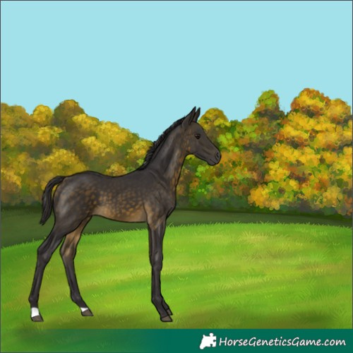 Horse Color:Buckskin 