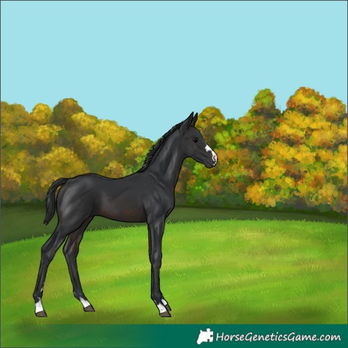 Horse Color:Brown 