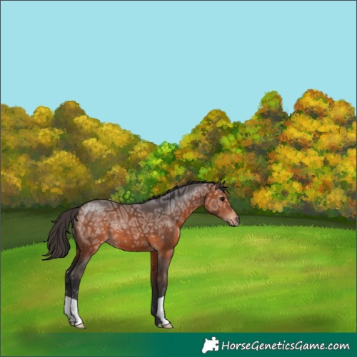 Horse Color:Bay Ice