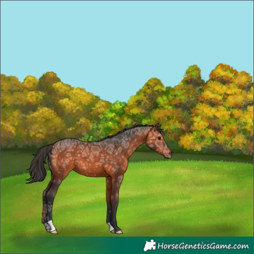 Horse Color:Bay Ice