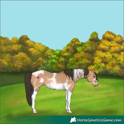 Horse Color:Bay Dun Tobiano Frame Rabicano 