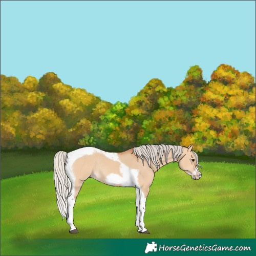 Horse Color:Silver Bay Dun Tobiano Frame Rabicano 