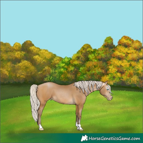 Horse Color:Gray Silver Buckskin Pearl 
