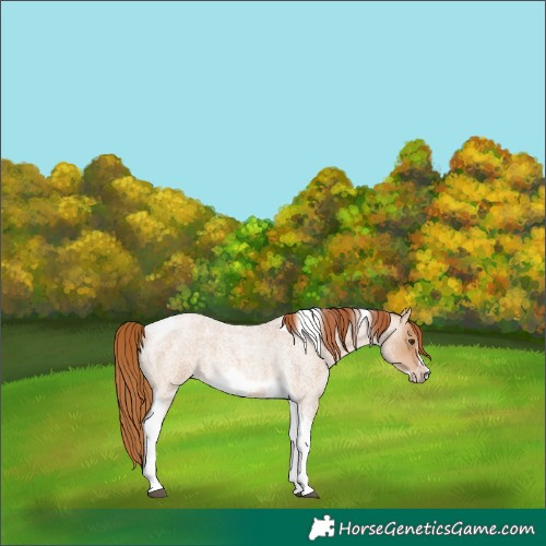 Horse Color:Red Dun Roan Tobiano Frame Rabicano 