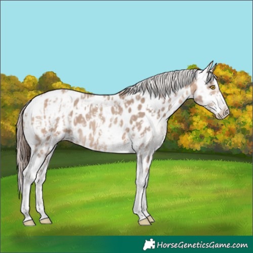 Horse Color:Amber Champagne Sabino Tobiano Blanket  and Amber Champagne Sabino Tobiano Near Leopard 