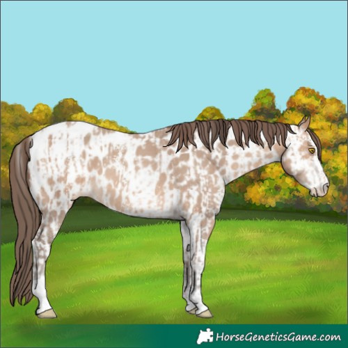 Horse Color:Amber Champagne Sabino Tobiano Appaloosa  and Amber Champagne Sabino Tobiano Appaloosa 