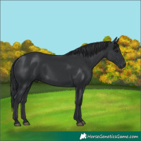 Horse Color:Black 