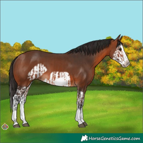 Horse Color:Bay Splash Frame  and Bay Splash Frame 
