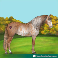 Horse Color:Chestnut Splash Frame and Gray Chestnut Splash Frame