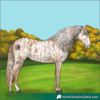 Horse Color:Chestnut Splash Frame  and Gray Chestnut Splash Frame 