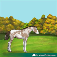 Horse Color:White Spotted Classic Champagne Ice Splash Tobiano 