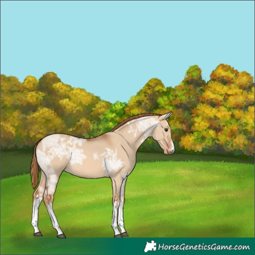 Horse Color:White Spotted Red Dun Ice 