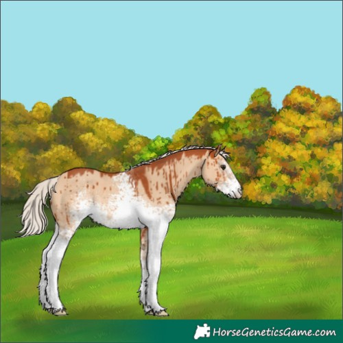 Horse Color:White Spotted Silver Bay Dun Brindle 