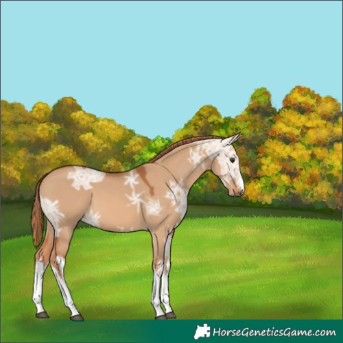 Horse Color:White Spotted Red Dun Ice 