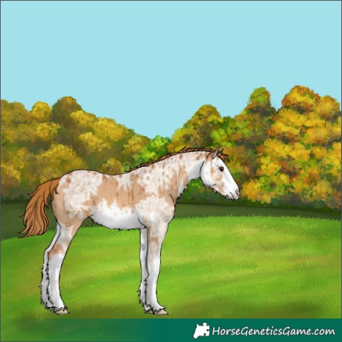 Horse Color:White Spotted Red Dun Ice Brindle 
