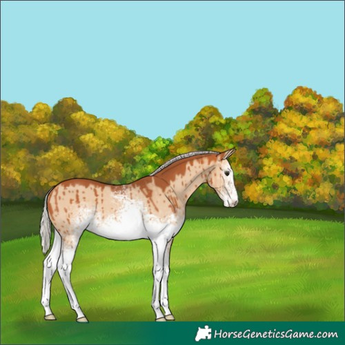Horse Color:White Spotted Silver Bay Dun Brindle 