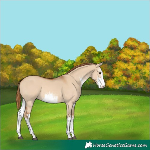 Horse Color:White Spotted Red Dun 