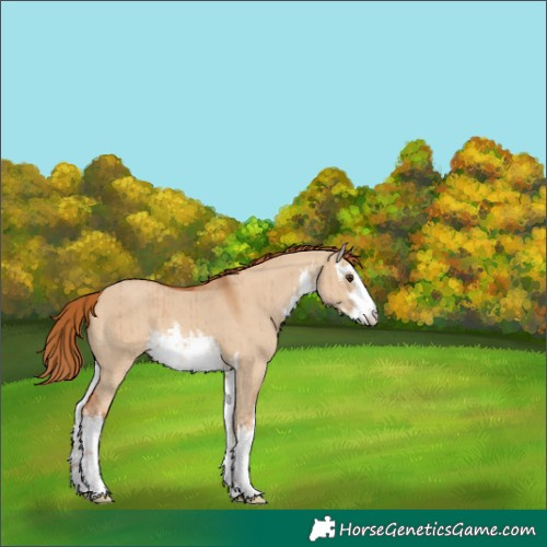 Horse Color:White Spotted Red Dun Brindle 