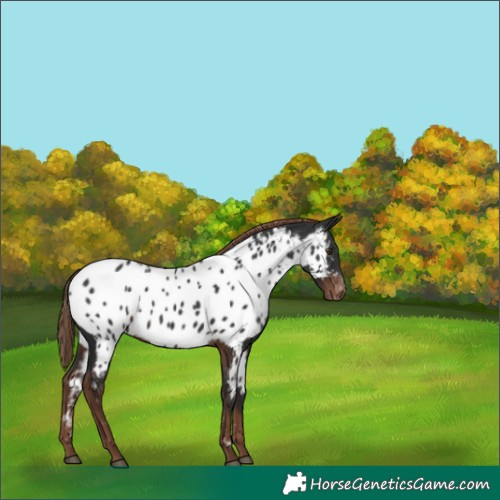 Horse Color:Liver Chestnut Appaloosa Rabicano 