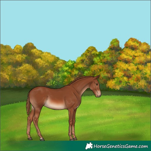 Horse Color:Chestnut Rabicano 