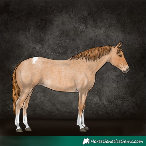Horse Color:Red Roan Tobiano 