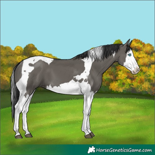 Horse Color:Grullo Splash Tobiano