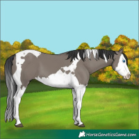 Horse Color:Grullo Splash Tobiano 