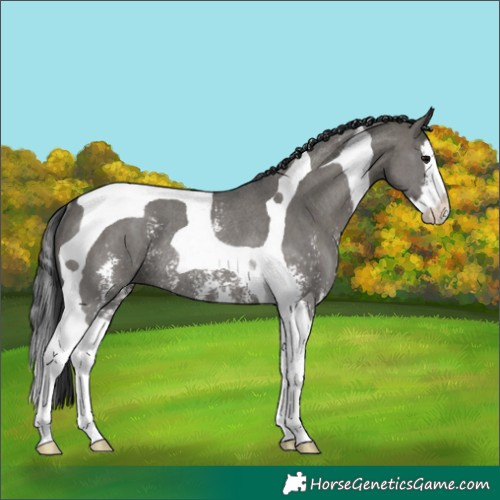 Horse Color:Grullo Sabino Splash Tobiano Rabicano 