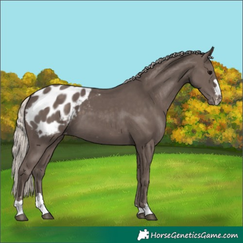 Horse Color:Silver Black Blanket 