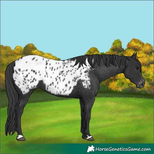Horse Color:Black Appaloosa Rabicano