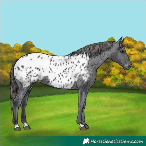 Horse Color:Black Appaloosa Rabicano 
