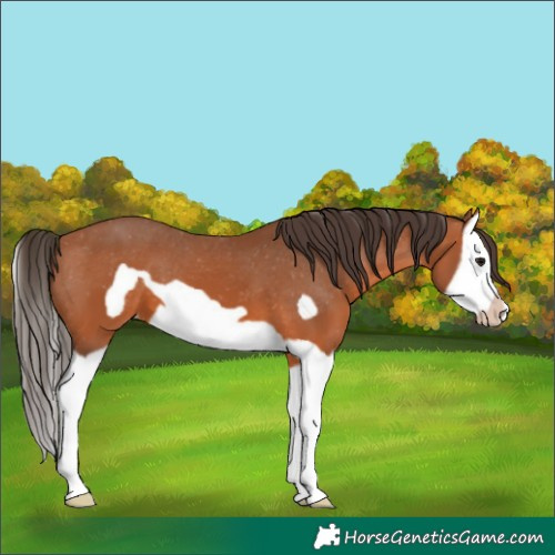 Horse Color:Bay Splash Frame Appaloosa 