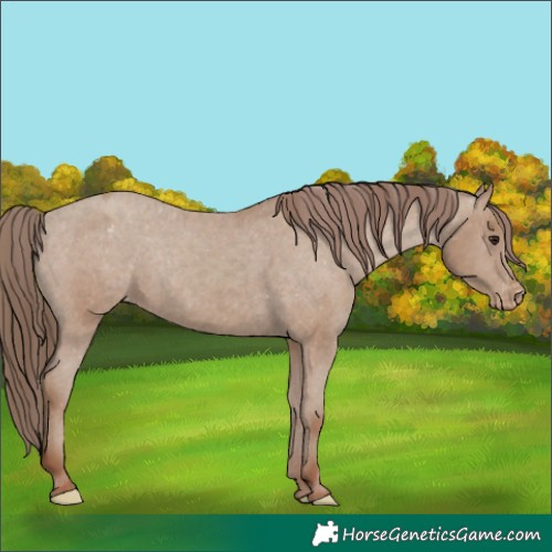 Horse Color:Classic Champagne Appaloosa Rabicano 