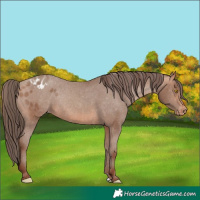 Horse Color:Sable Champagne Varnish Rabicano 