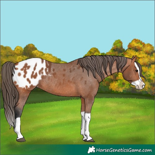 Horse Color:Bay Splash Appaloosa Rabicano 