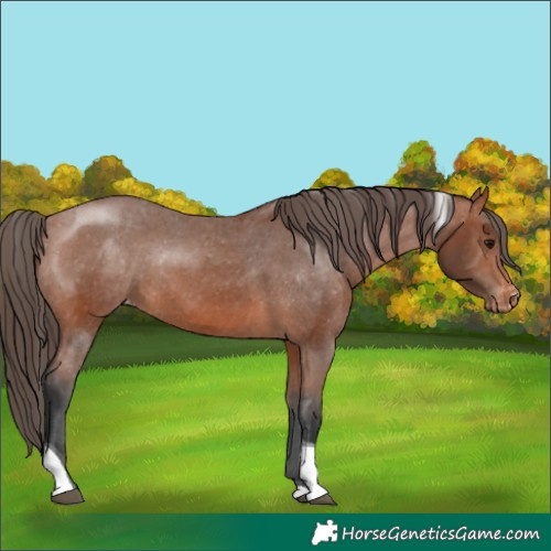 Horse Color:Bay Tobiano Appaloosa Rabicano 