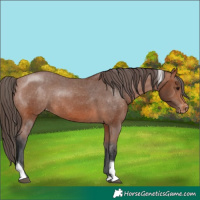 Horse Color:Bay Tobiano Appaloosa Rabicano 