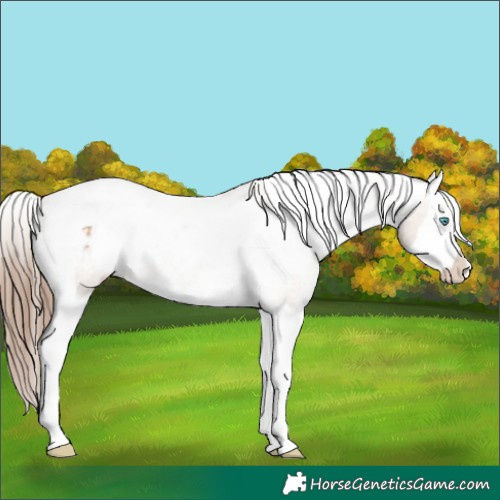 Horse Color:Amber Champagne Splash Tobiano Appaloosa 